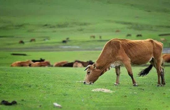 農業部召開東北四省區畜牧業發展座談會