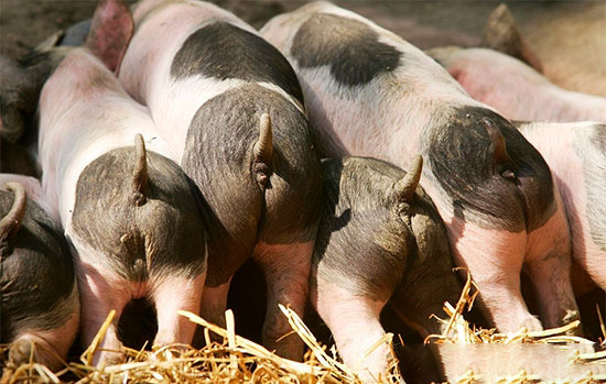 豬不喜食？多喂這幾種蔬菜