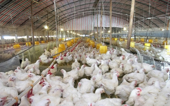 雞弧菌肝炎如何診斷防治?