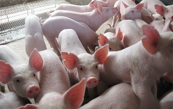 養豬用九招 盛夏不掉膘