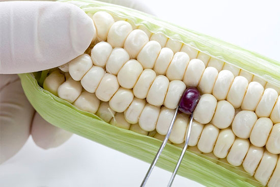 兩個月18種轉基因農産品獲進口許可,中國也有“苦衷”