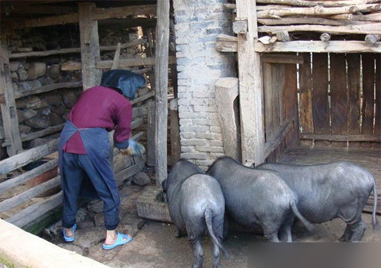 如何看待2017叫停農村家庭養豬的新動态？