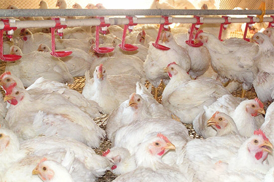 腸炎、腸毒綜合症發病原因及防治