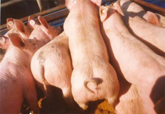 促進仔豬速生快長的16個技巧