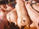 促進仔豬速生快長的16個技巧