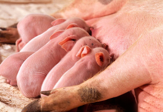 哺乳母豬為什麼會掉膘？
