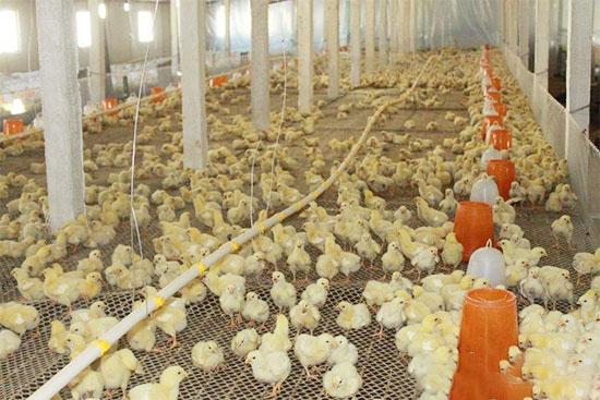 雛雞容易引發傳染性支氣管炎的原因
