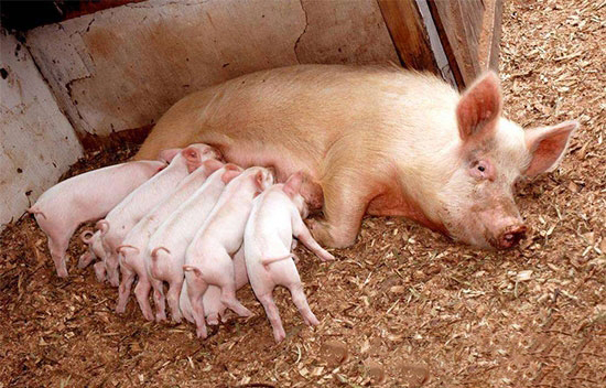 驚！2020年我國隻需要3300萬頭母豬？