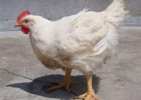 雞羽毛的信号,你知道嗎?