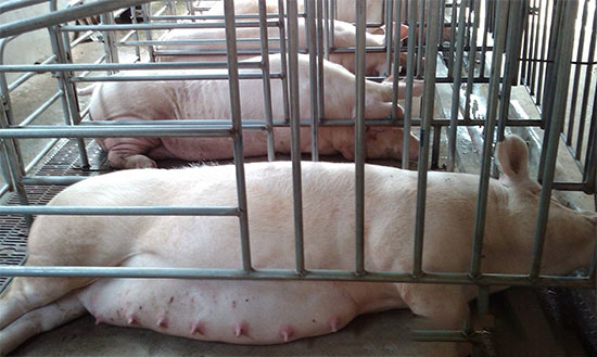 養豬業的未來是怎樣的 看專家是如何說的