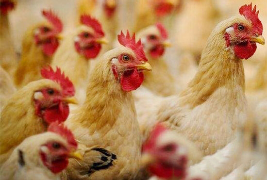 雞所需的各種營養素