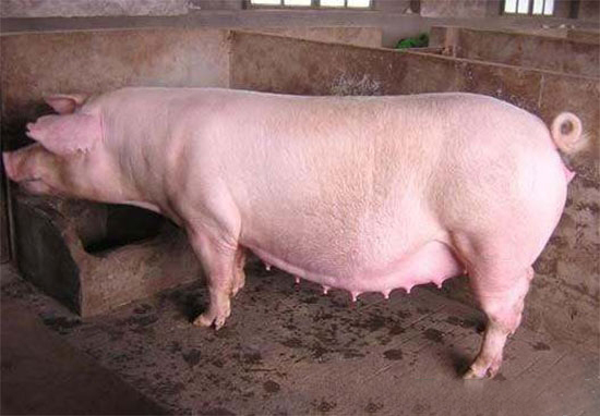 炎熱季節妊娠母豬為何易流産?