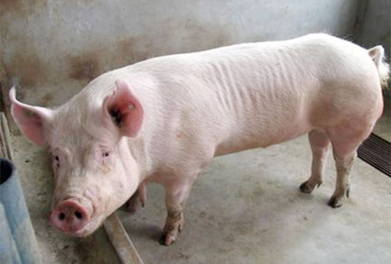 豬突然不吃食怎麼辦?
