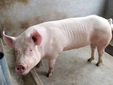 豬突然不吃食怎麼辦?
