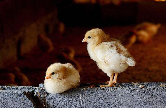 掌握孵化技術 提高成活率