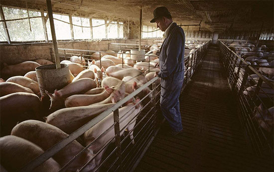 養殖業再添一證 不辦證搞不了養殖