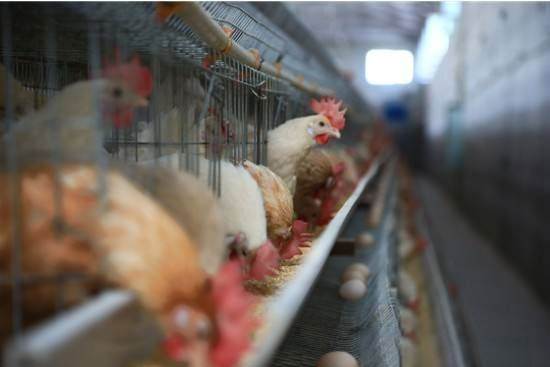 高産蛋雞如何補鈣