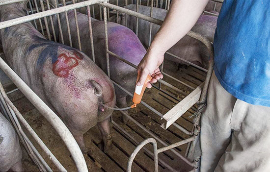 影響豬人工授精效果的多種因素分析