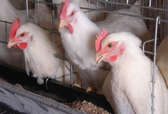 如何提高肉雞飼料利用率