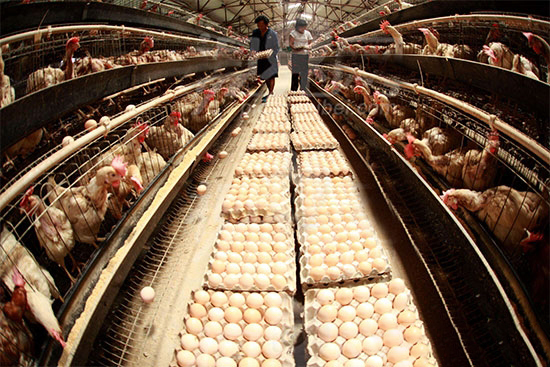 蛋雞養殖過程中要更換飼料該怎麼做