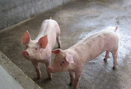 高溫如何控制養豬場濕度