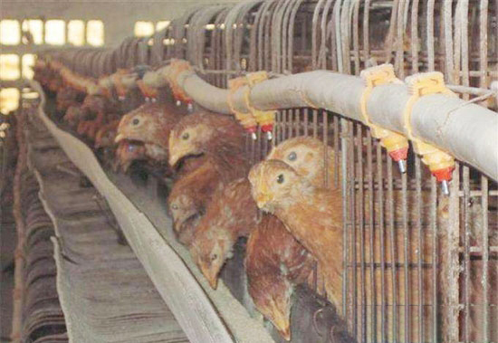 養好青年雞是養好蛋雞的重要基礎