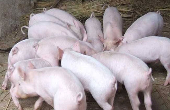 農村養豬人的一個好消息