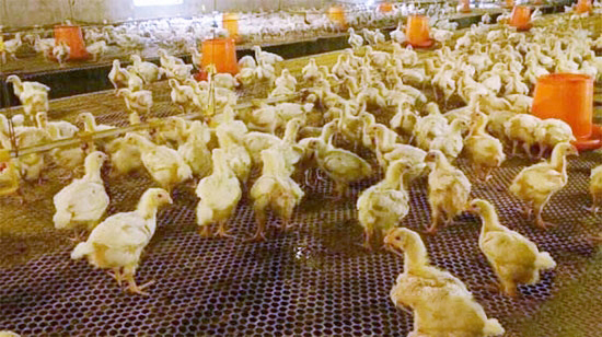 蛋白質飼料對雞的作用