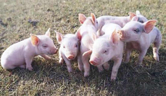 鐵是哺乳仔豬生長發育所必需的微量元素