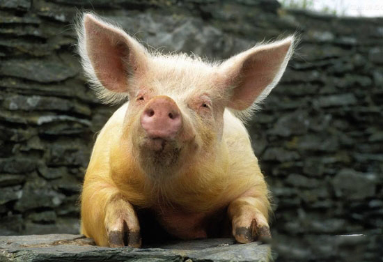 《山東省畜禽糞污專項整治行動實施方案》印發