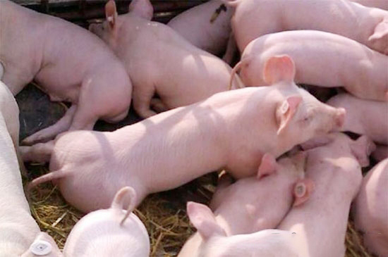 立秋後養豬人應注意什麼？