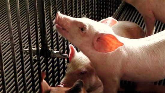 “禁養”之下豬場如何做才能順利通過環評？