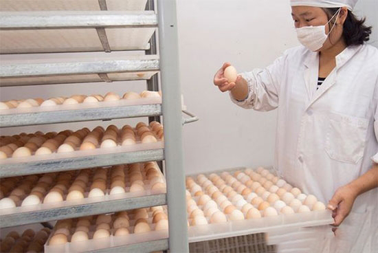 掌握孵化技術 提高成活率