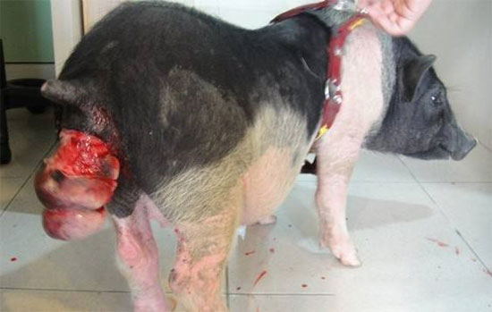 豬脫肛又稱肛門直腸脫垂