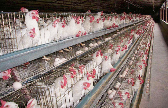 蛋雞飼料内石粉使用的誤區分析