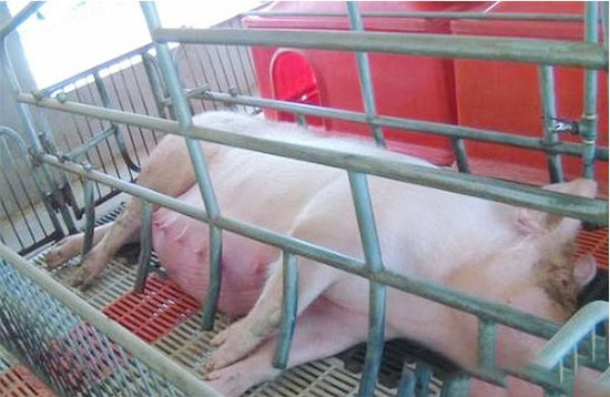 羊水破了不見産豬的幾種情況分析