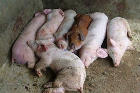 弱豬調理為什麼一定要選用粥料飼喂的方式？