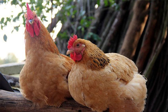 一位老雞農的養雞寶典！