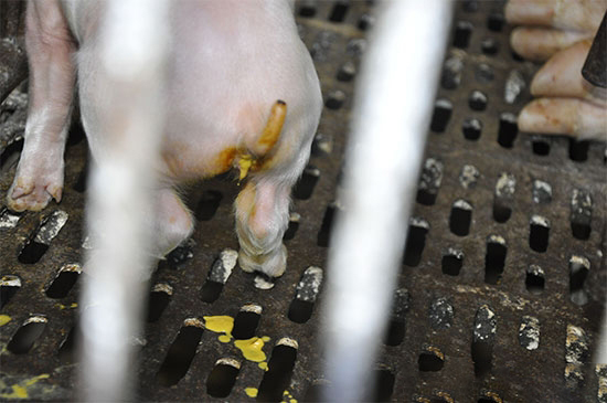 農村養豬：豬腹瀉的治療誤區 該怎麼治才好？