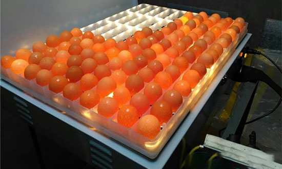 雞蛋的照蛋方法