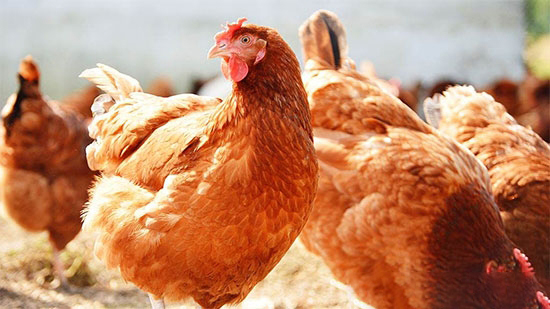 後備母雞飼養管理措施