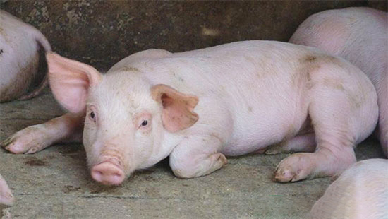 弱仔對養豬業的危害