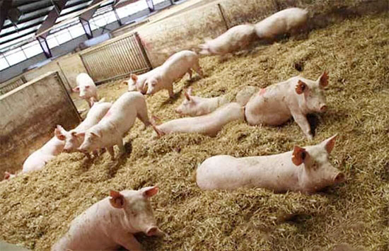 學習日本的土着菌養豬技術