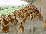 塑料大棚養肉雞控溫方法