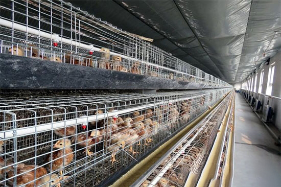 養雞場的疾病預防措施