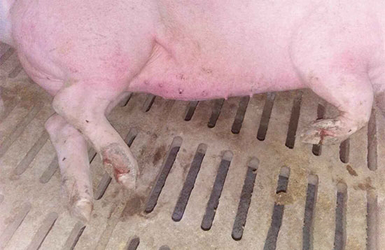 豬口蹄疫處理的“三步走”原則