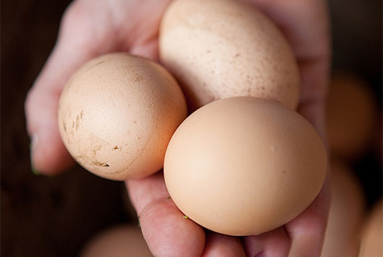 雞蛋價格“上蹿下跳”難持久