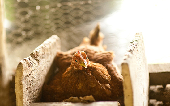 蛋雞重視加強營養調控
