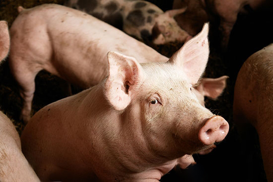 母豬明顯的身體信号