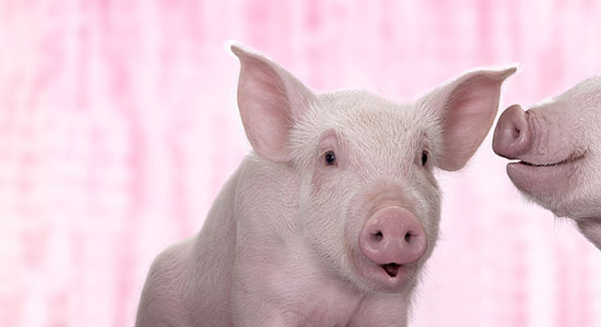 母豬懷孕時這些藥不能用!!!